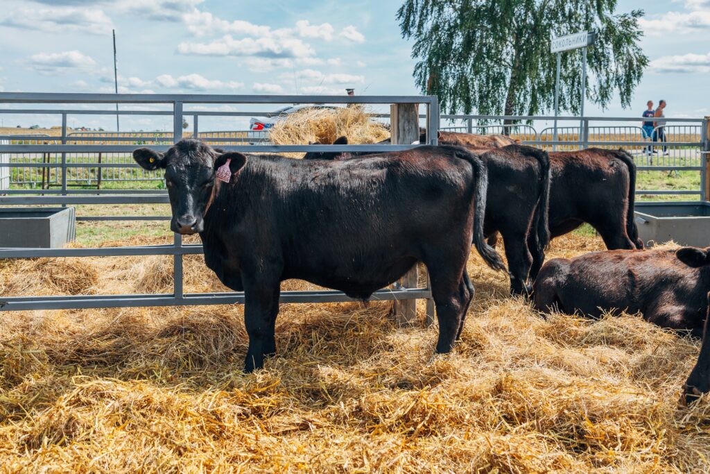 Gestionarea deșeurilor în efectivele Aberdeen Angus