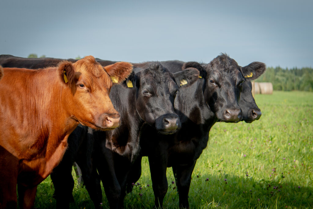 Diferențe fizice și genetice Aberdeen Angus roșu și negru
