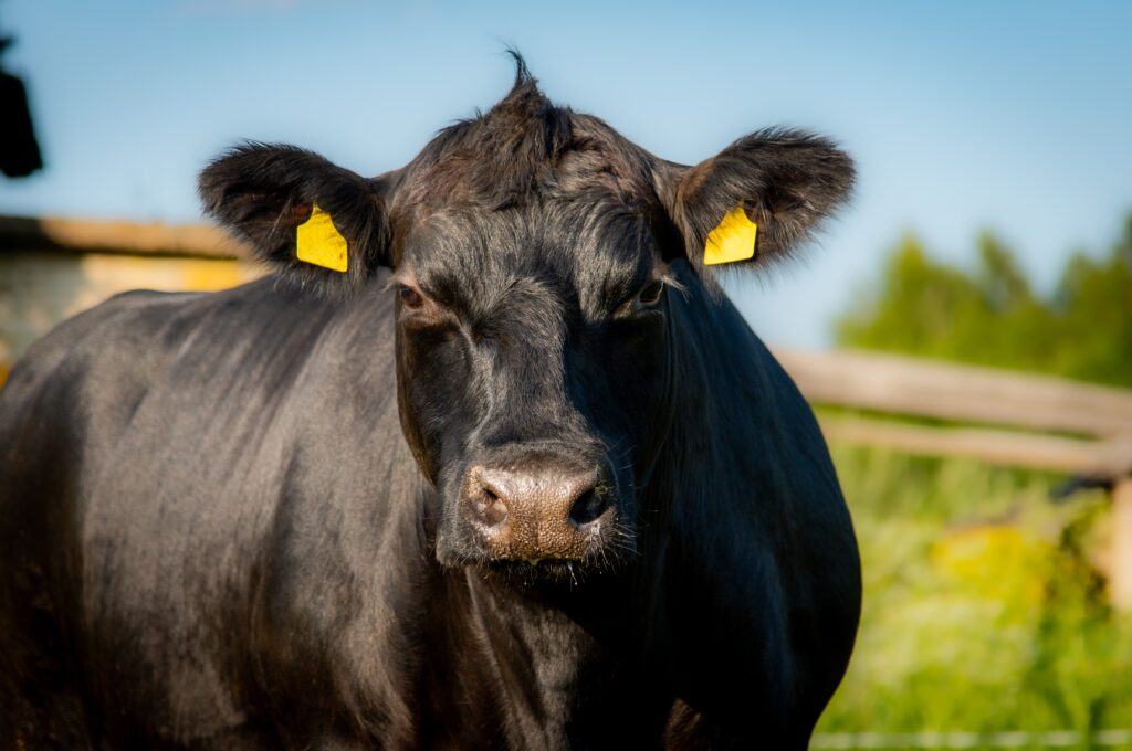 Creșterea bovinelor Aberdeen Angus