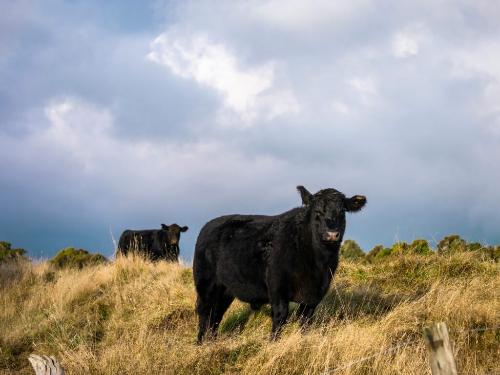 Diagnostic Mycoplasma bovis la bovine - recoltare probe pentru analize