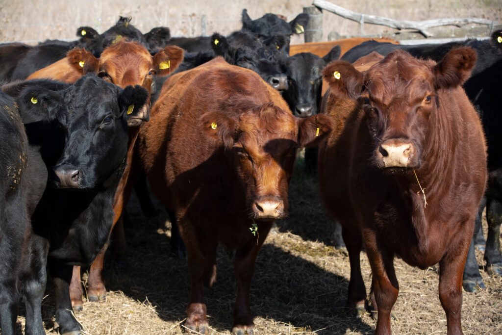 Clasificare carcasei EUROP