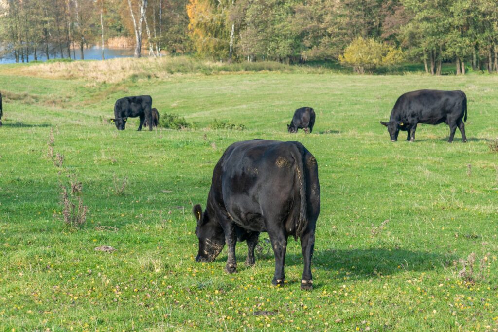 semne de stres termic la bovine