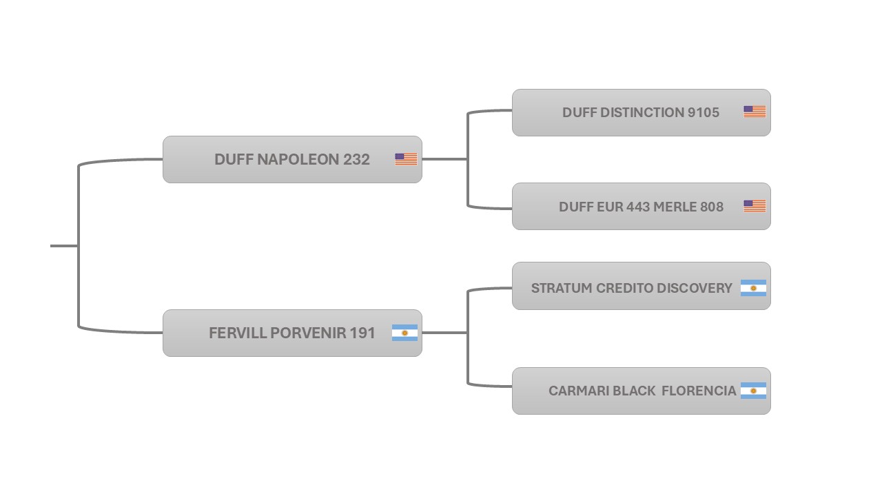 Pedigree P4377 BONAPARTE