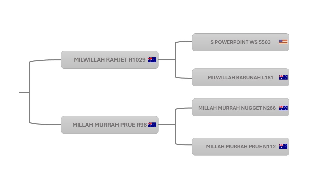 Pedigree MILLAH MURRAH ULTRAJET U356