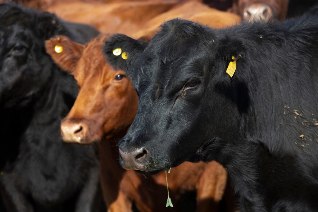 cum se calculează sporul mediu zilnic la bovine Angus formula SMZ 